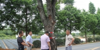 安吉县林业局赴青龙村解决古树难题 - 林业厅