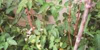 很多人在家里的阳台种植蔬菜瓜果。 摄影 周毅 - 浙江新闻网