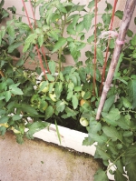 很多人在家里的阳台种植蔬菜瓜果。 摄影 周毅 - 浙江新闻网