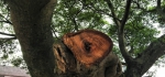 平阳百年古树频遭破坏 人大代表呼吁加强保护 - 林业厅
