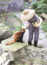 杭州动物园的小动物们 这两天也在过端午节 - 杭州网