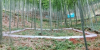 遂昌县开展毛竹林经营对地表径流水影响的评价研究 - 林业厅