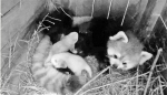 刚出生的小熊猫难得一见 杭州动物园的保育员费尽心思拍到珍贵的照片 - 杭州网