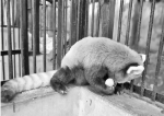 刚出生的小熊猫难得一见 杭州动物园的保育员费尽心思拍到珍贵的照片 - 杭州网