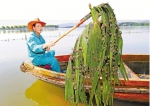 “水下森林”长势不太好 200多斤西湖螺蛳搬家 - 杭州网