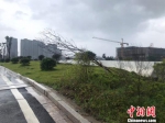 浙江温州苍南大道路边倒塌的树枝。　胡哲斐 摄 - 浙江新闻网