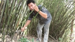 陈陆意： 为国宝熊猫种“口粮” - 林业厅
