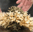 杭州海关关员查获濒危普哥滨珊瑚。　陆渊　摄 - 浙江新闻网