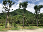 富阳区全面推进“一村万树”行动，打造杭州西郊大花园 - 林业厅