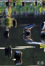 日湖公园鹭鸟荷间戏、水上歇 - 林业厅