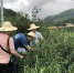 青田县林业局开展台风“玛利亚”对油茶果实落果影响调查 - 林业厅
