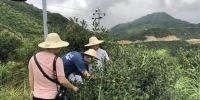 青田县林业局开展台风“玛利亚”对油茶果实落果影响调查 - 林业厅