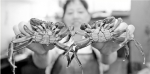 六月黄、小河虾、汪刺鱼、莲蓬 一年中“最好吃的西湖”摆上桌 - 杭州网
