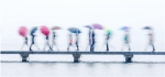 来西湖拍照，带把伞就够美 - 杭州网