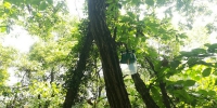 青田县设立首个美国白蛾监测点 - 林业厅