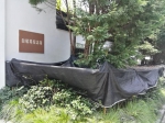 “喝”饱水撑起“伞” 杭州西湖景区植物抗旱保绿 - 林业厅