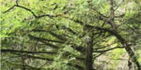 大仰湖保护区惊现珍稀植物群落 - 林业厅