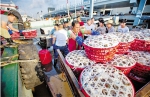 今年是梭子蟹大年 东海的鱼可能会少 - 杭州网