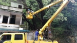 遂昌王村口及时清理古树枯枝确保群众安全 - 林业厅