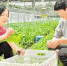 8月13日，温岭农科人员赶到位于新河镇的海华蔬菜基地开展灾后指导。本报记者 于诗奇 阮西内 拍友 毛海挺 摄 - 浙江新闻网
