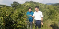 朱飞局长赴武义县指导调研林业产业助农增收工作 - 林业厅