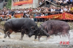 两头牛在河滩上打斗，水花四溅。龚普康 摄 - 浙江新闻网