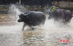 两头牛在水中追逐。龚普康 摄 - 浙江新闻网