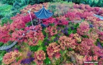 重庆五洲园500亩红枫层林尽染美如画 - 浙江新闻网