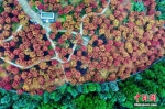 红枫层林尽染美如画。李化 摄 - 浙江新闻网