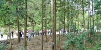 遂昌县举办森林抚育和珍贵彩色健康森林建设现场培训会 - 林业厅