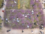杭州一片种了快三年的粉黛乱子草 三天就被拍照拍抖音踩毁了 - 杭州网