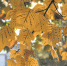@参加朋友圈捡叶子大赛的你 杭州太庙广场上的“小衣服"黄了 - 杭州网