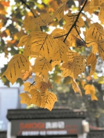 @参加朋友圈捡叶子大赛的你 杭州太庙广场上的“小衣服"黄了 - 杭州网