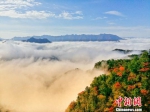 图为山间云雾与彩叶相得益彰。　王成均　摄 - 浙江新闻网