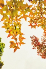 美极了！这条枫香路，是秋天的颜值担当 - 杭州网