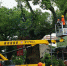温岭市完成2018古树名木“一树一策”保护修复工作 - 林业厅