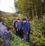 省林业局检查组到磐安开展省林下经济发展项目中期评估 - 林业厅