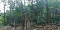 龙游梅林红豆杉古树群：昔日草丛生 如今成村景 - 林业厅