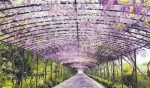 全市最大紫藤廊架在东湖公园建成 未来杭州将新增许多“紫色仙境” - 杭州网