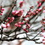 图为：含苞待放的花骨朵挂满枝头。柱子（通讯员）摄 - 浙江新闻网
