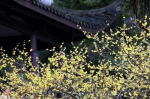图为：盛开的梅花。柱子（通讯员）摄 - 浙江新闻网