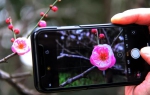 图为：游人用手机拍摄红梅。柱子（通讯员）摄 - 浙江新闻网