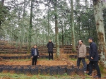 亚林所研究员何贵平考察指导龙泉市林科院杉木良种基地建设 - 林业厅
