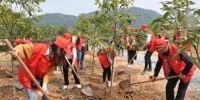 浙江柯城“活树”提现 绿色期权点亮乡村未来。柯城宣传部提供 - 浙江新闻网