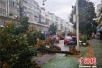 行道树受损。开化宣传部提供 - 浙江新闻网