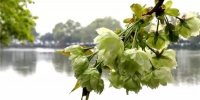 美哭了！西湖边“国宝级”绿樱花盛放，随手一拍都好梦幻 - 杭州网