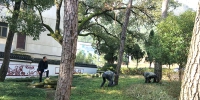 浦江县完成重点松树的树干免疫剂注射工作 - 林业厅