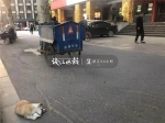 杭州价值万元的小狗突然窜到车轮下被撞死！主人当时没牵狗绳…… - 杭州网
