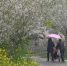 图为：游客在樱花林下散步。王刚 摄 - 浙江新闻网