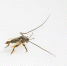 图为：在浙江沿海新发现的物种——中华二叉摇蚊（雄成虫）。 陈春棠 摄 - 浙江新闻网